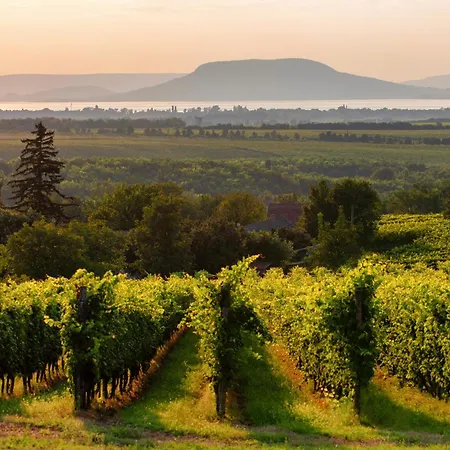 In - Balaton 18466 발라톤페니베스